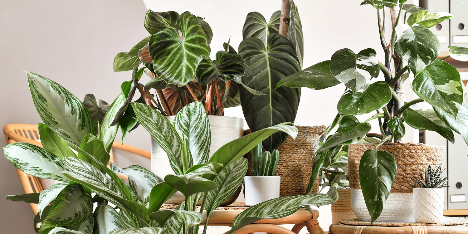 Green Days focus plante d’intérieur