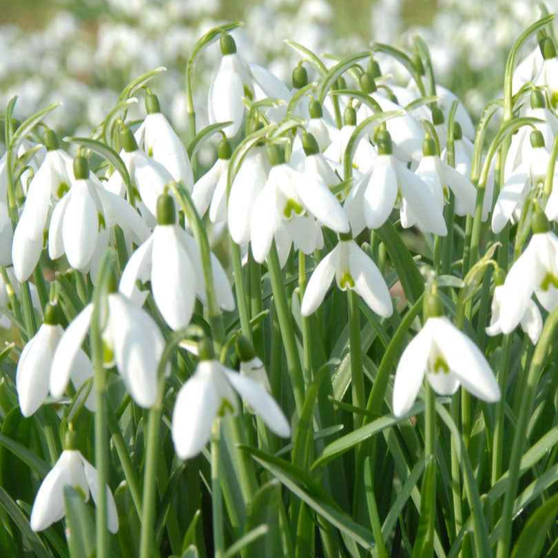 25 Perce-neige simples - Bakker