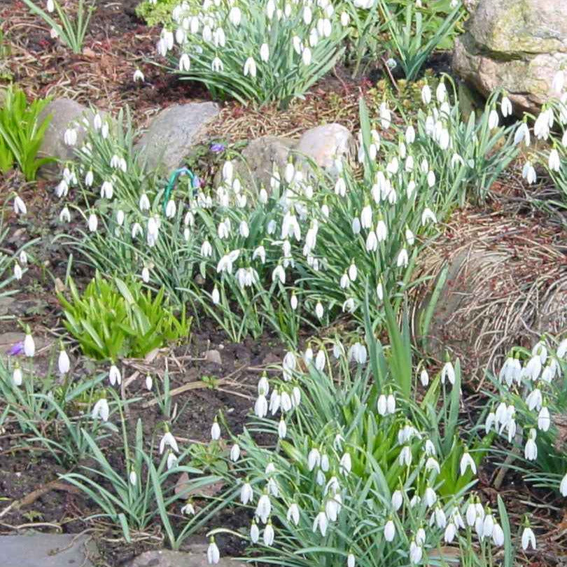 25 Perce-neige simples - Galanthus nivalis - Bakker