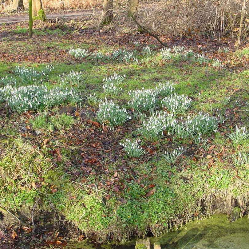 Bulbes de Perce-neiges - Galanthus - 25 Perce-neige simples - Galanthus nivalis