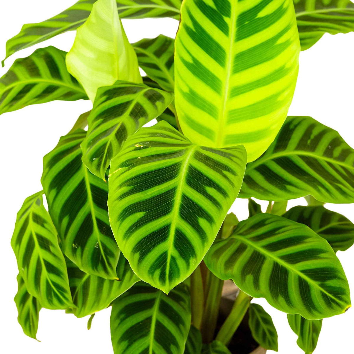 Calathea zebrina - Calathea zebrina - Bakker