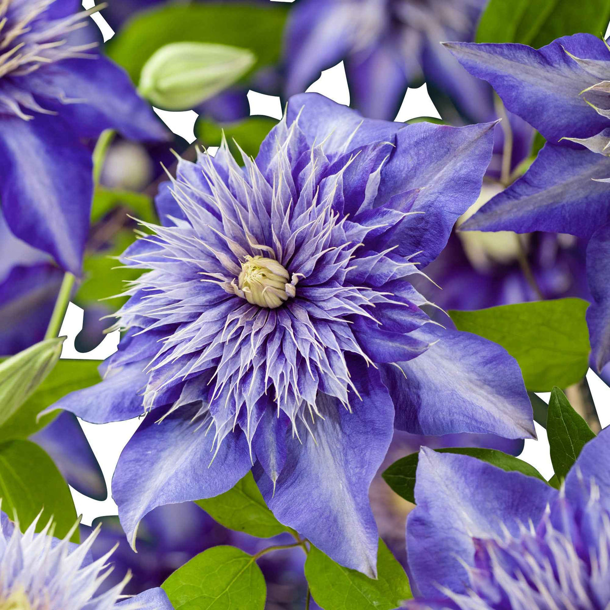 Clematite 'Multi Blue' - Clématis Multi Blue - Bakker
