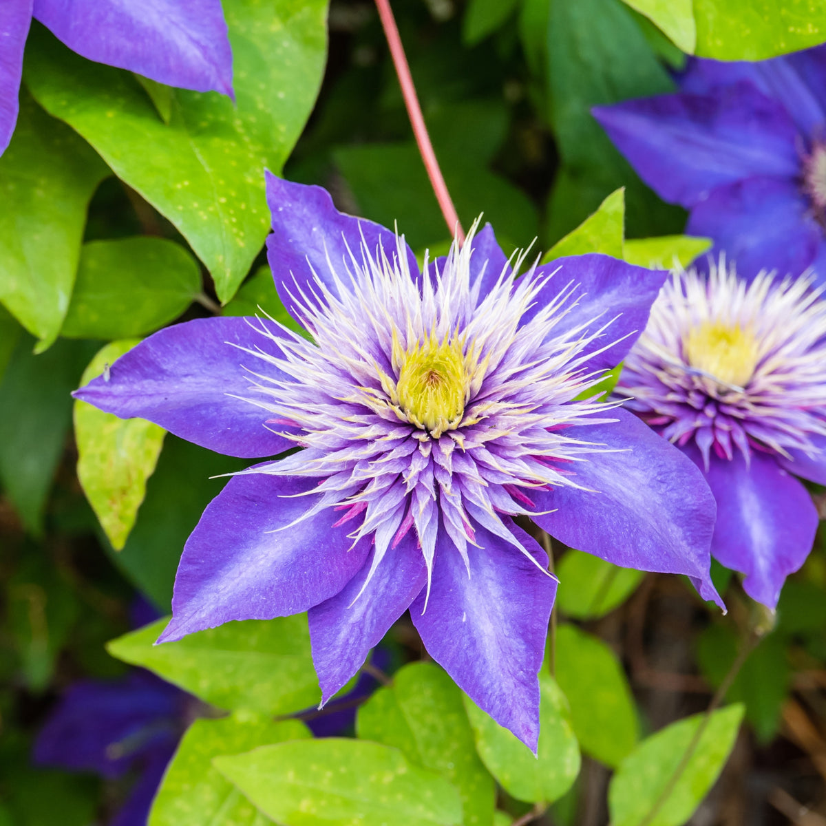Clématis Multi Blue - Clematite 'Multi Blue' - Clématite