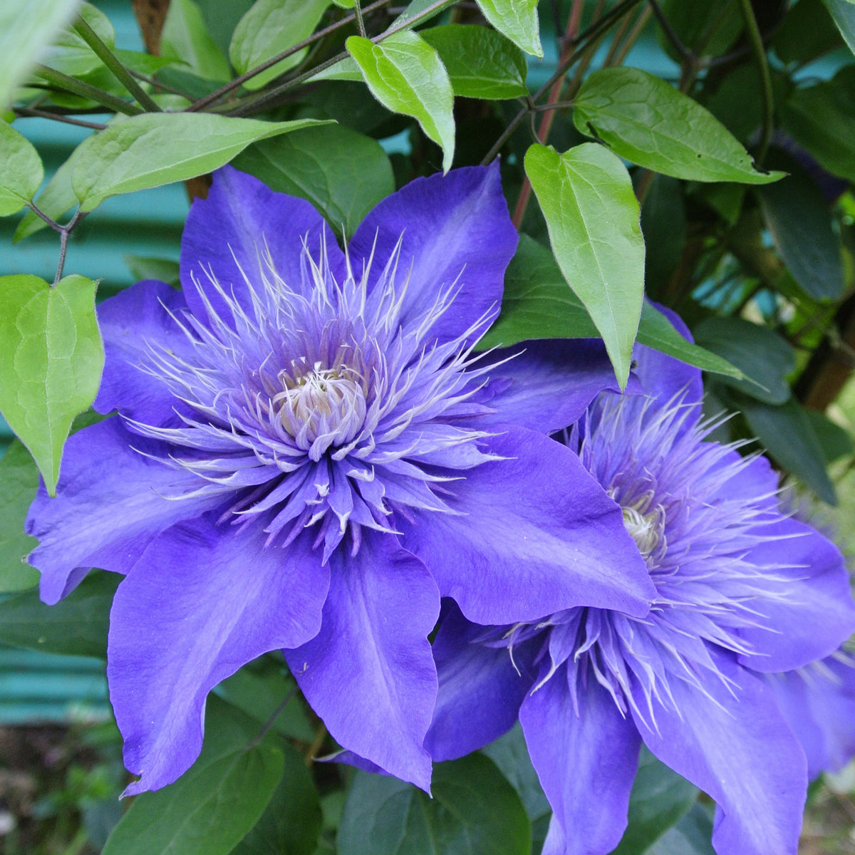 Clématite - Clematite 'Multi Blue' - Clématis Multi Blue