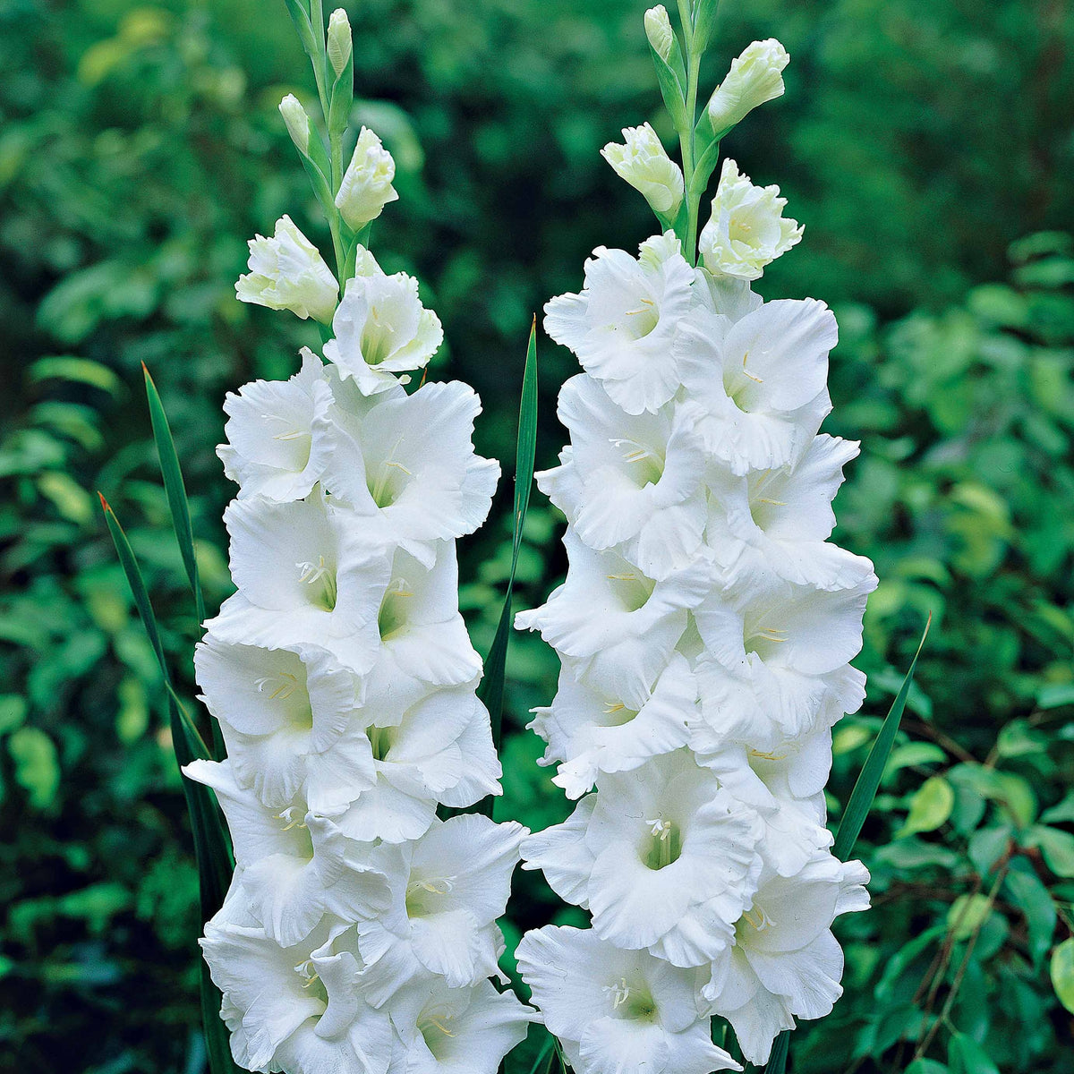 Vente Collection de 50 Glaïeuls - Gladiolus 'zizanie', 'stéréo', 'belle de nuit', 'p