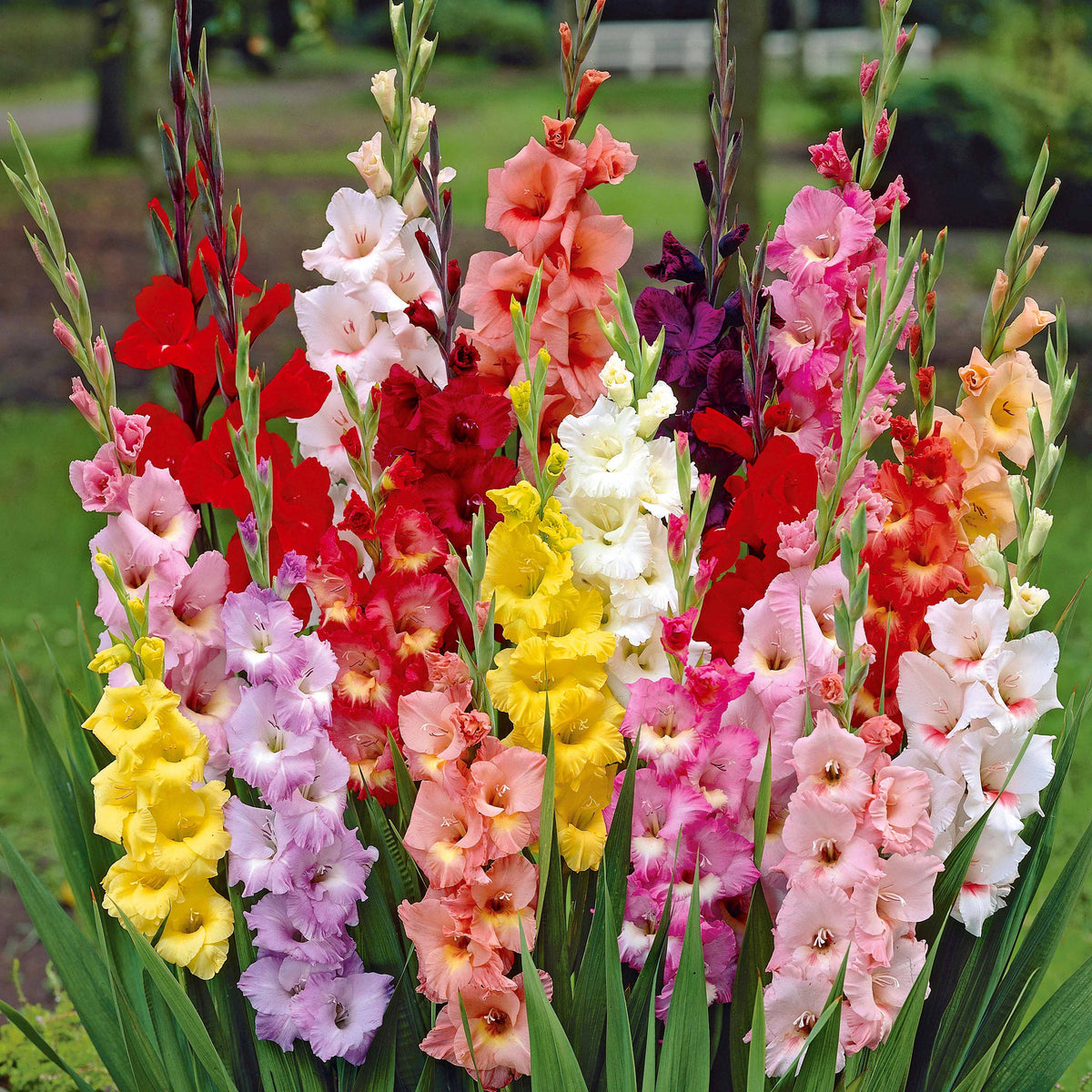 Gladiolus, Begonia, Iris, Liatris, Crocosmia, Lilium, Dahlia - Collection Massif d'été fleuri - 45 bulbes - Superficie env. 1,5 m² - Bulbes d'été