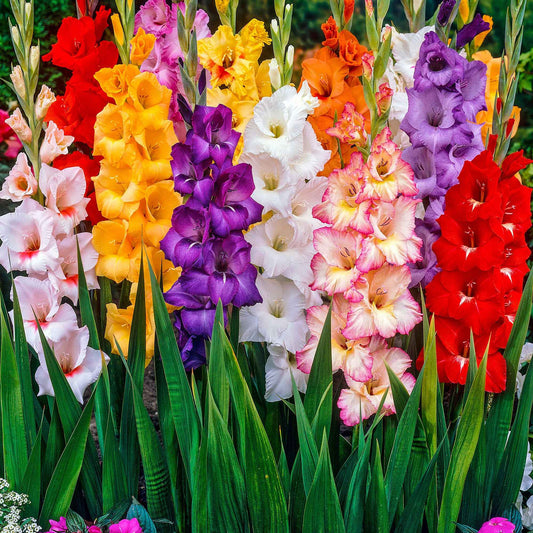 Glaïeul à grandes fleurs - Mélange - Bulbes d'été