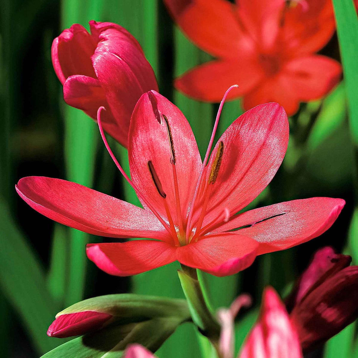 Schizostylis coccinea major - Lys des cafres 'Major' - Toutes les plantes de bassin