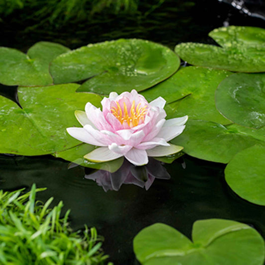 Nénuphar Hollandia - Bakker
