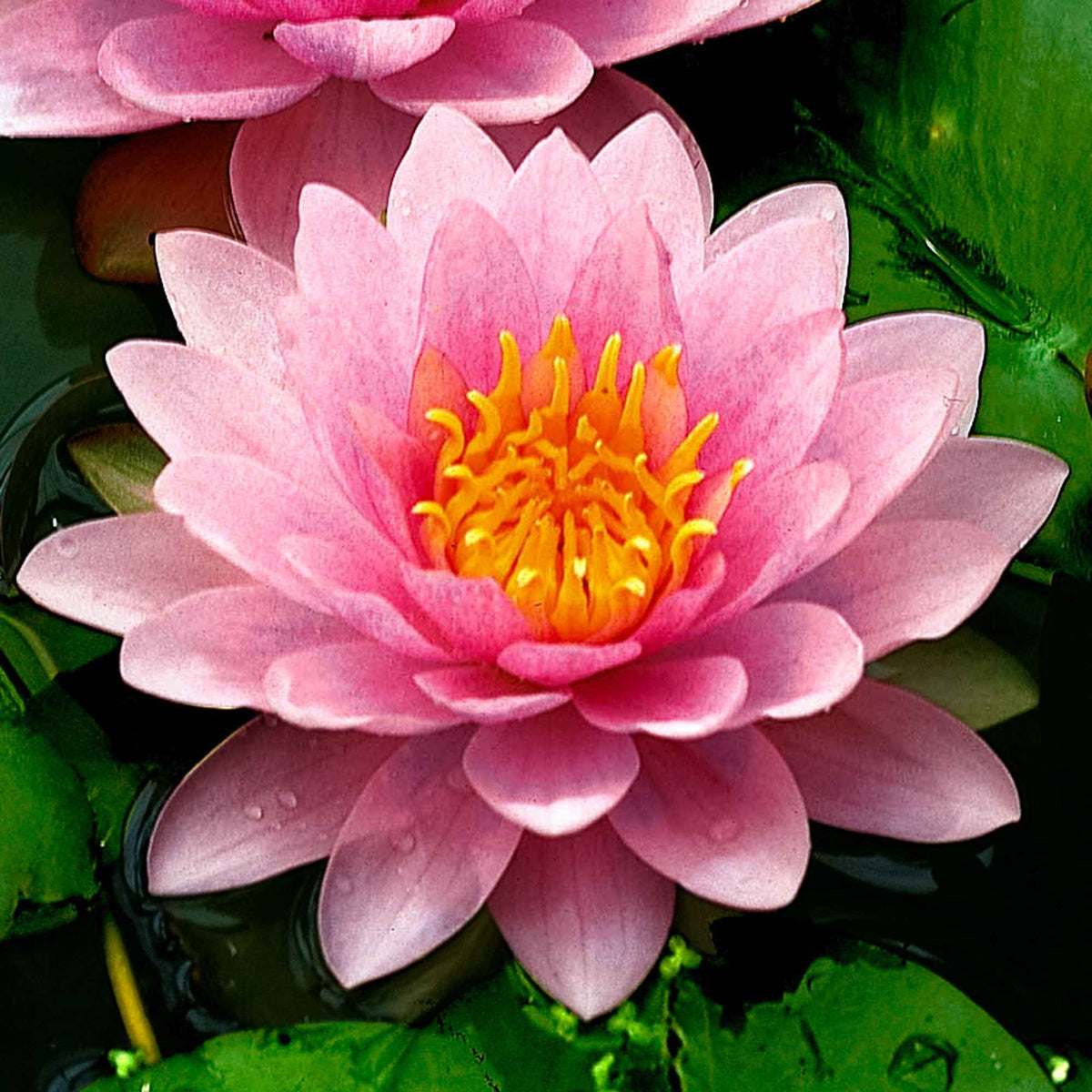 Nénuphar Hollandia - Bakker