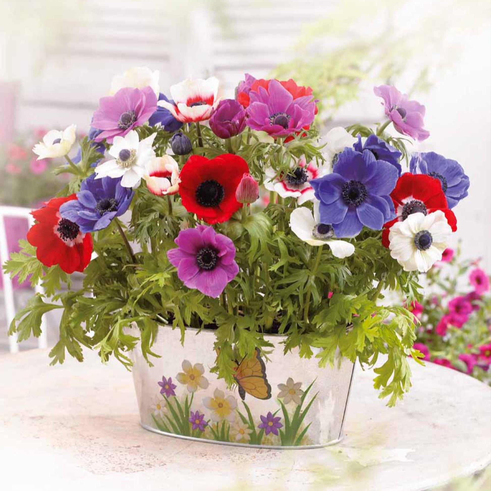 Anemone coronaria de Caen - Anémone de Caen en mélange - Bulbes d'Anémone