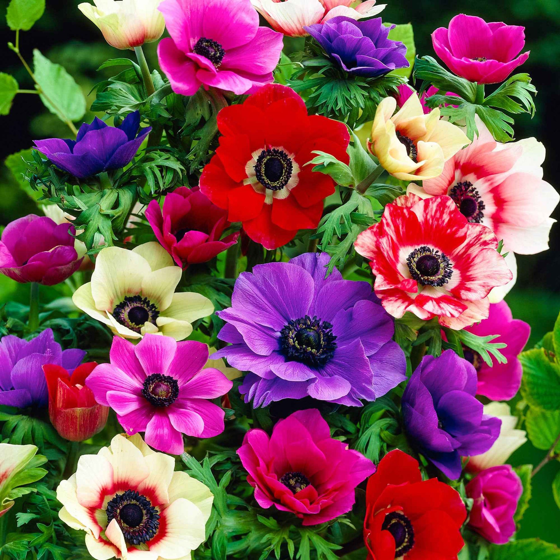 Anémone de Caen en mélange - Anemone coronaria de Caen - Bakker