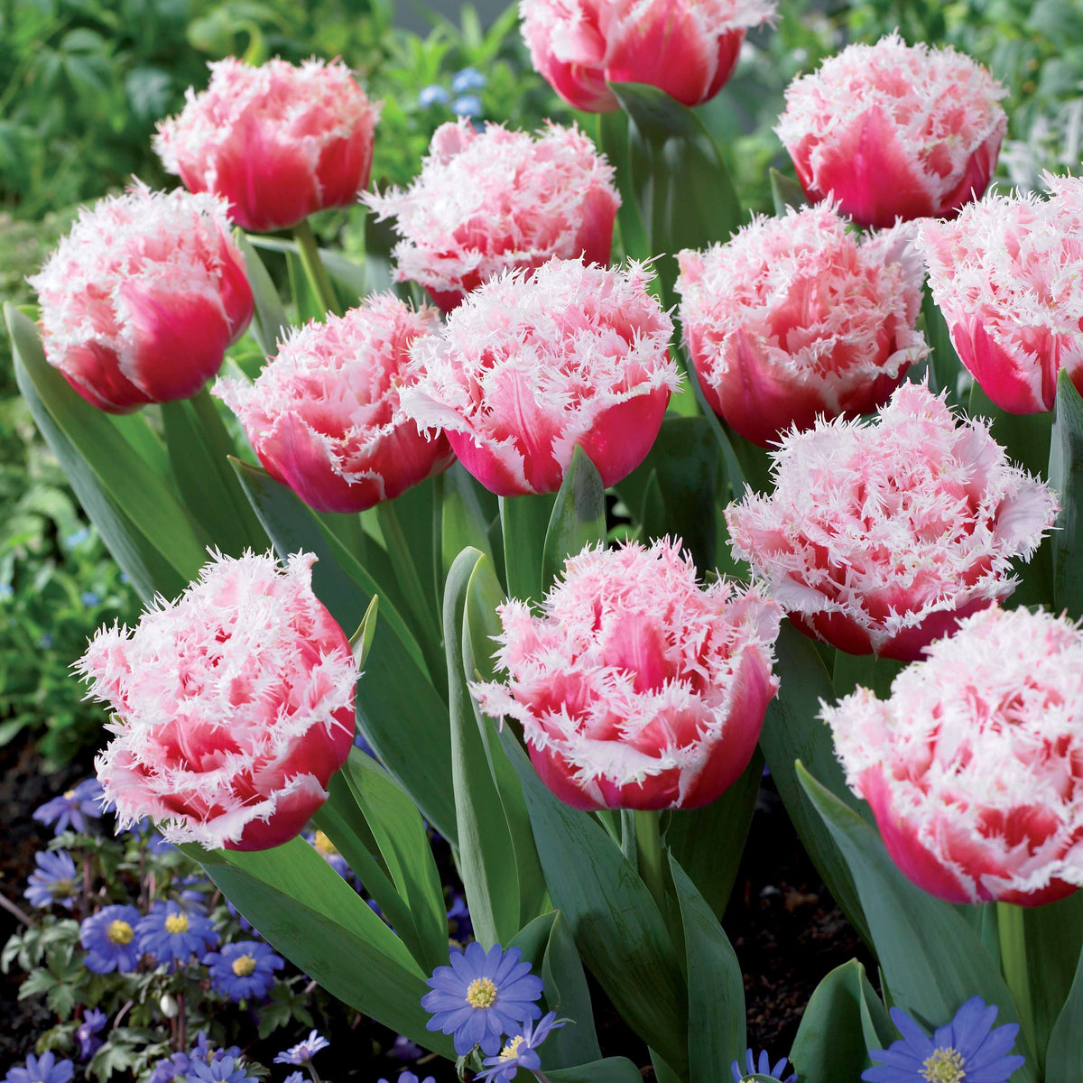 5 Tulipes doubles frangées Queensland - Tulipa queensland - Bakker