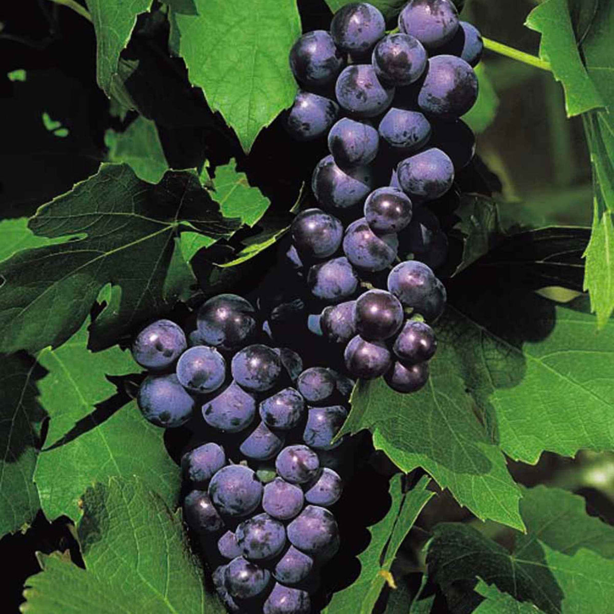 Vigne Boskoop Glory - Bakker