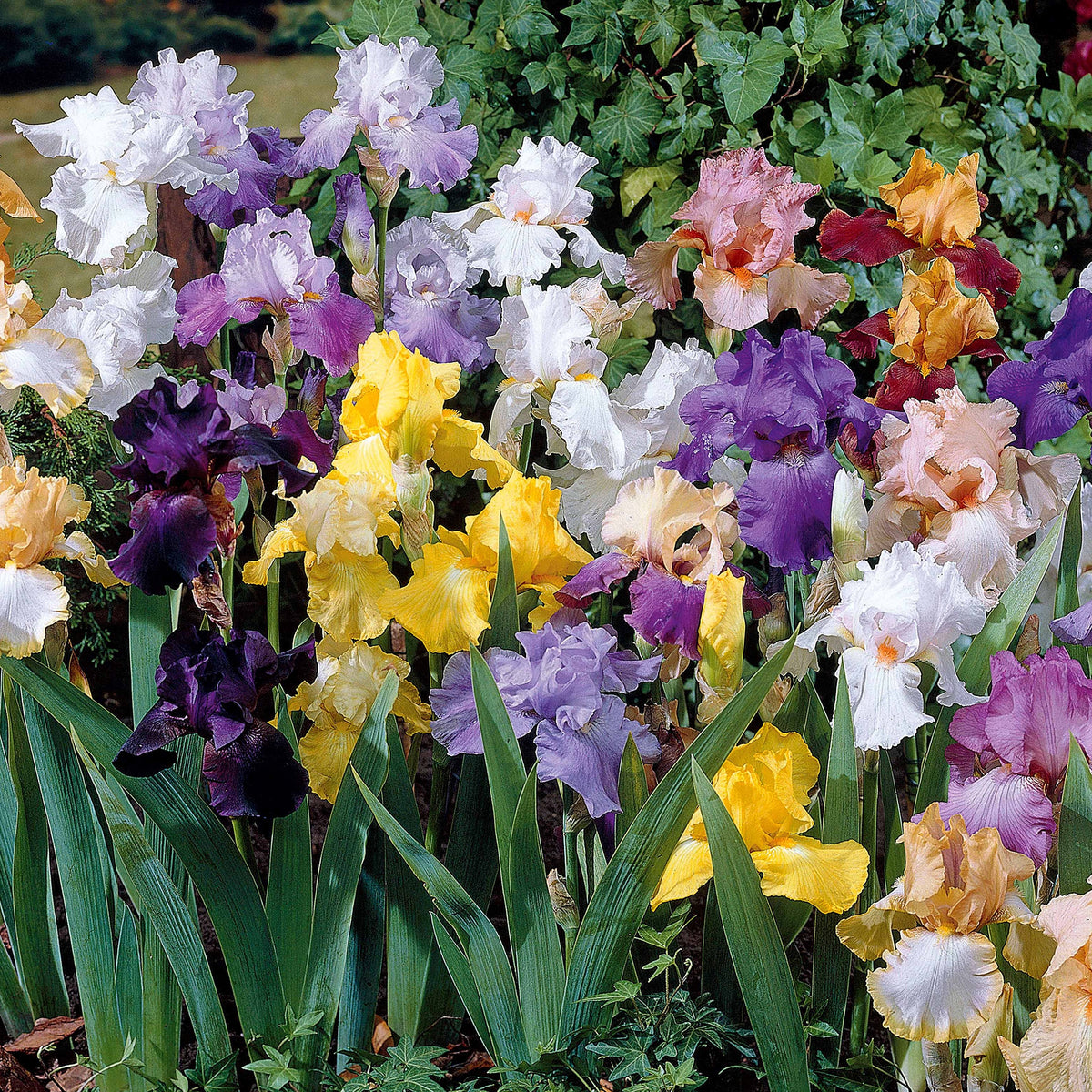 5 Iris de jardin en mélange - Bakker