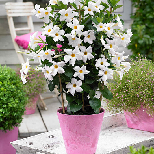 Jasmin du Brésil blanc - Bakker