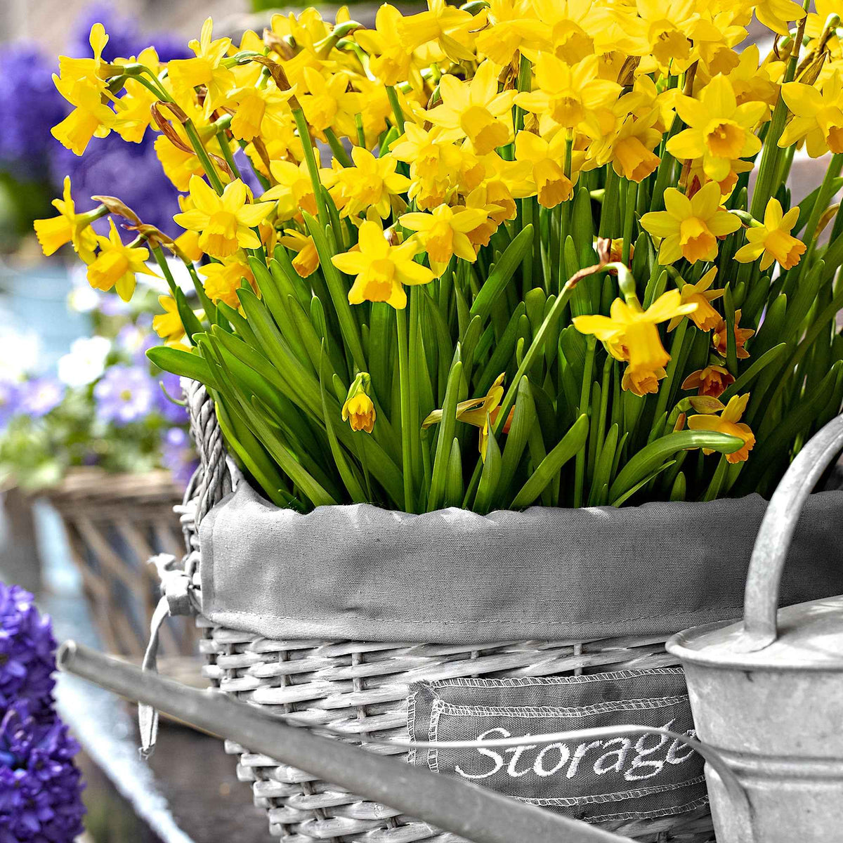 Bulbes de Narcisse - 10 Mini-narcisses Tête à Tête - Narcissus cyclamineus Tête à Tête