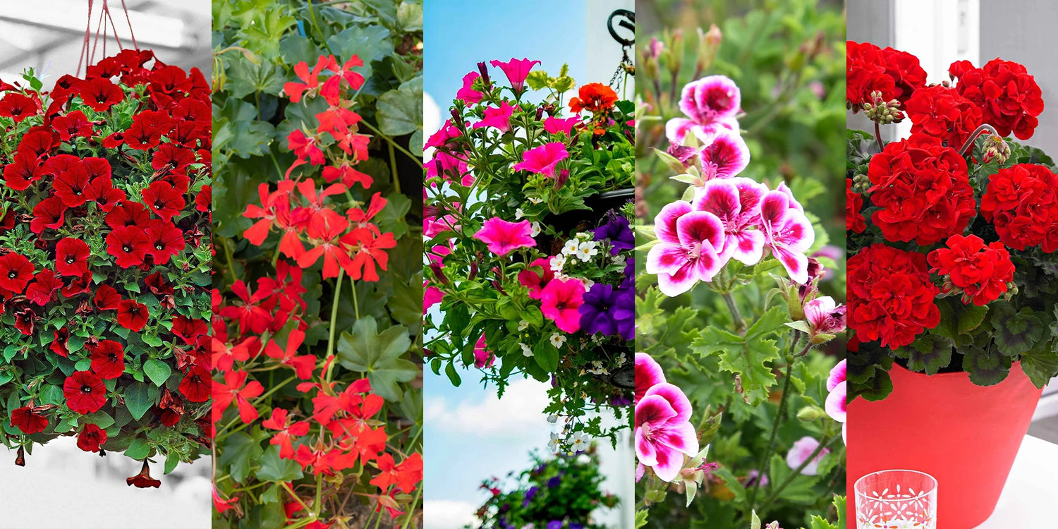 Deal de weekend jusqu’à -55% sur 5 variétés de plantes annuelles