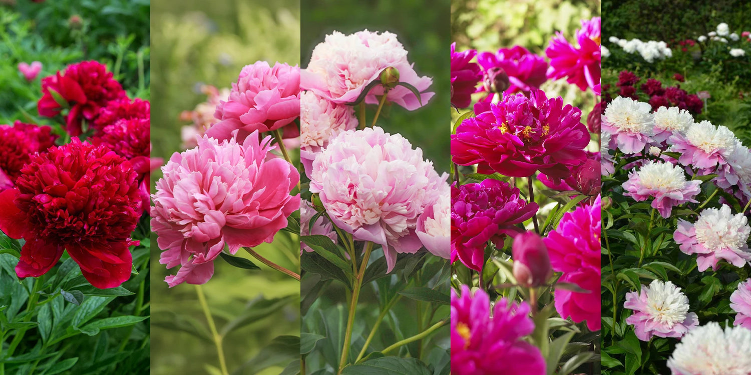 Vente flash : 5 variétés de pivoines jusqu'à -60%