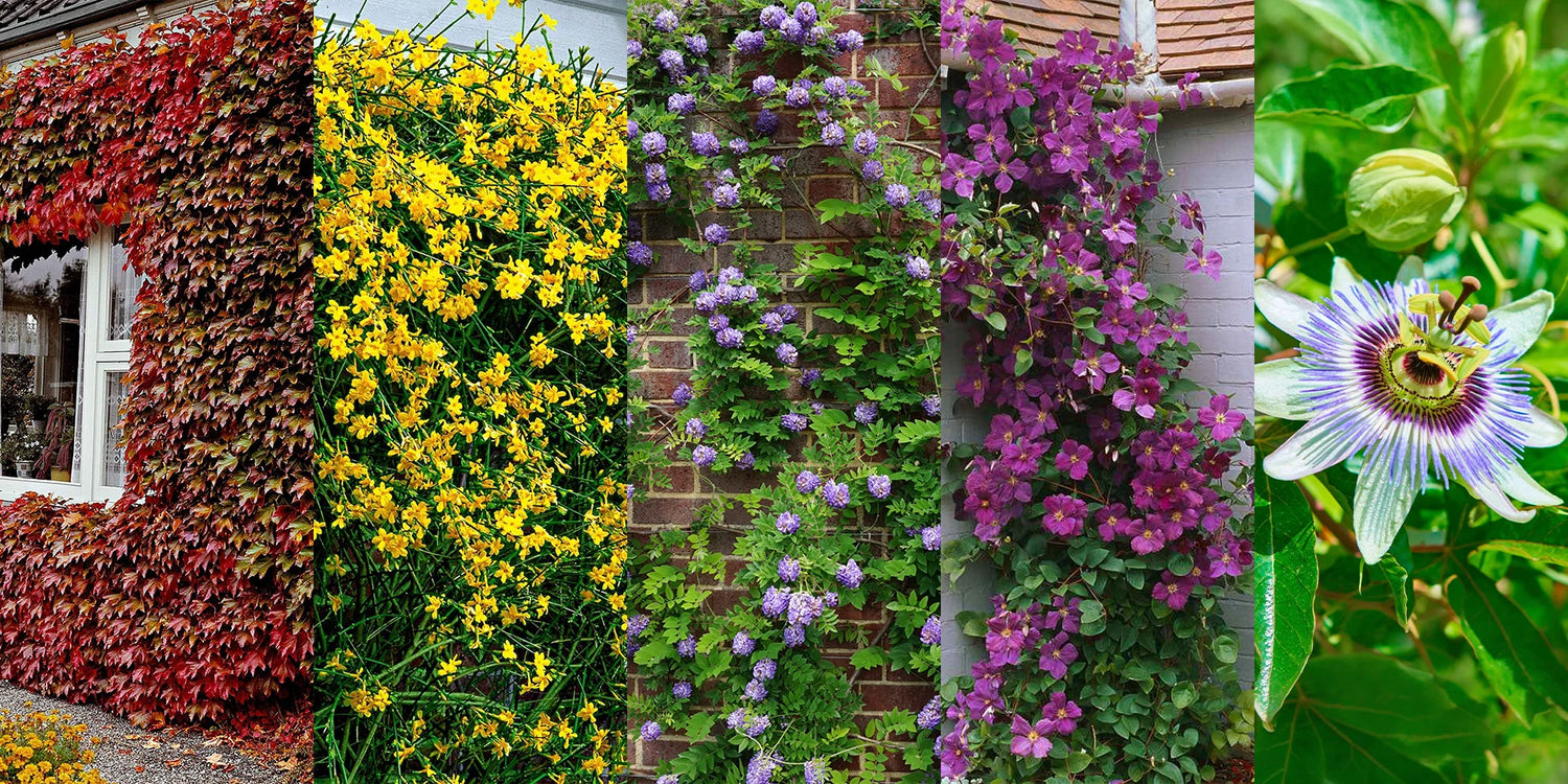 Nos 5 variétés de plantes grimpantes jusqu'à -60% pour habiller vos murs avec classe !