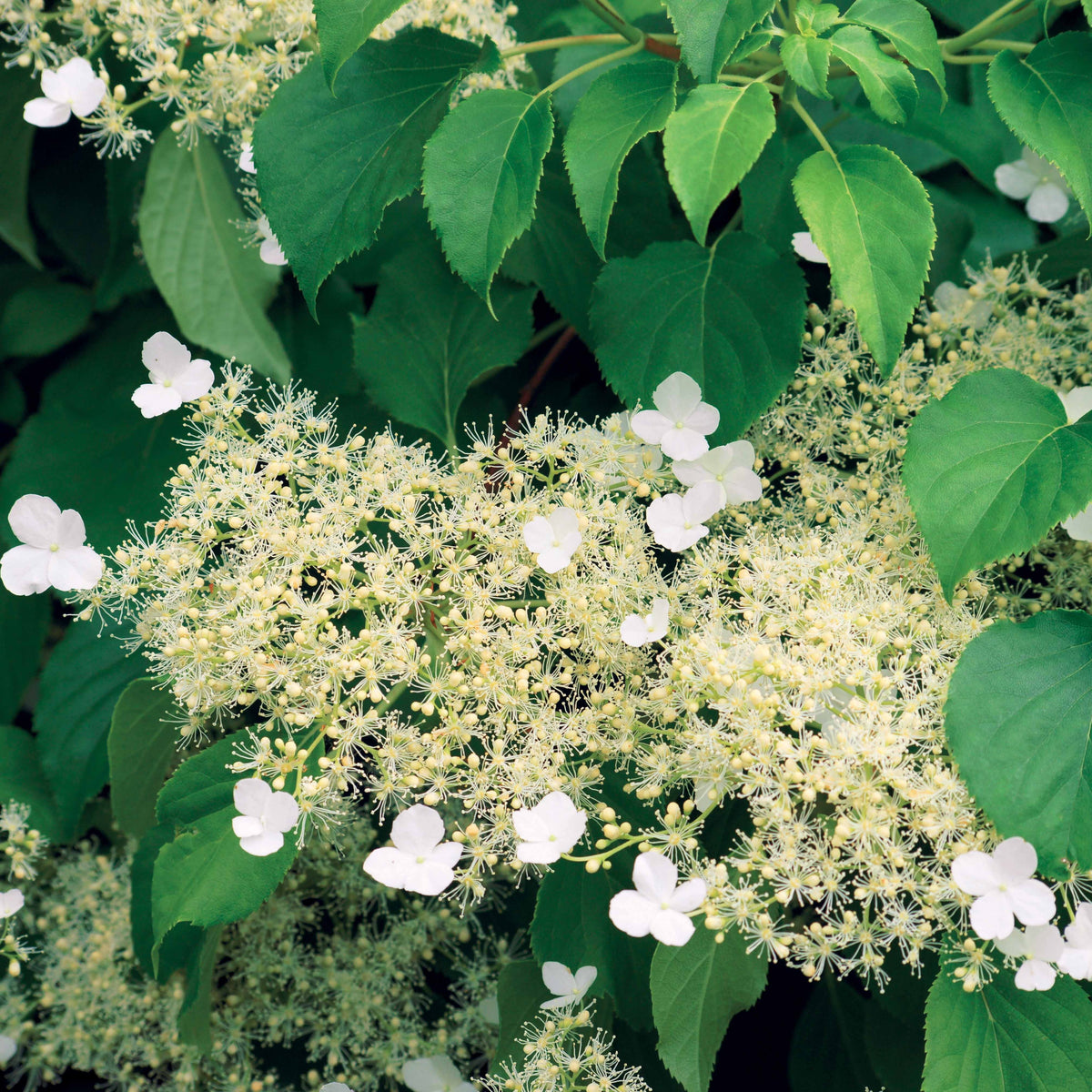 Hortensia grimpant - Hortensia grimpant - Hydrangea anomala petiolaris