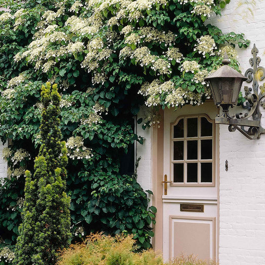 Hortensia grimpant - Bakker