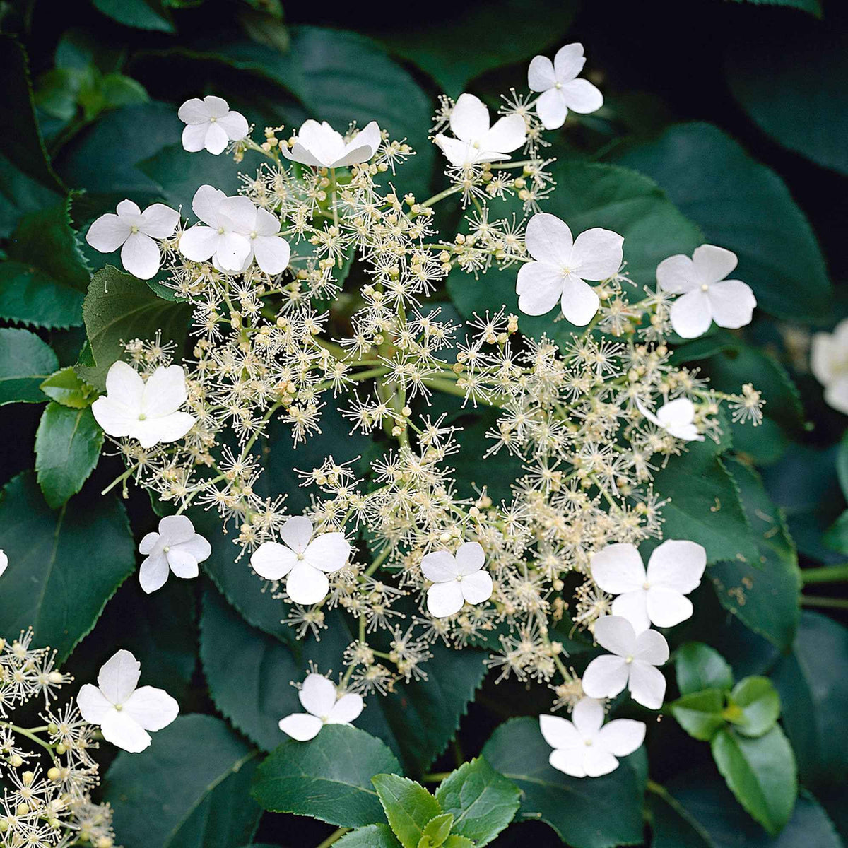 Hydrangea anomala petiolaris - Hortensia grimpant - Hortensia grimpant