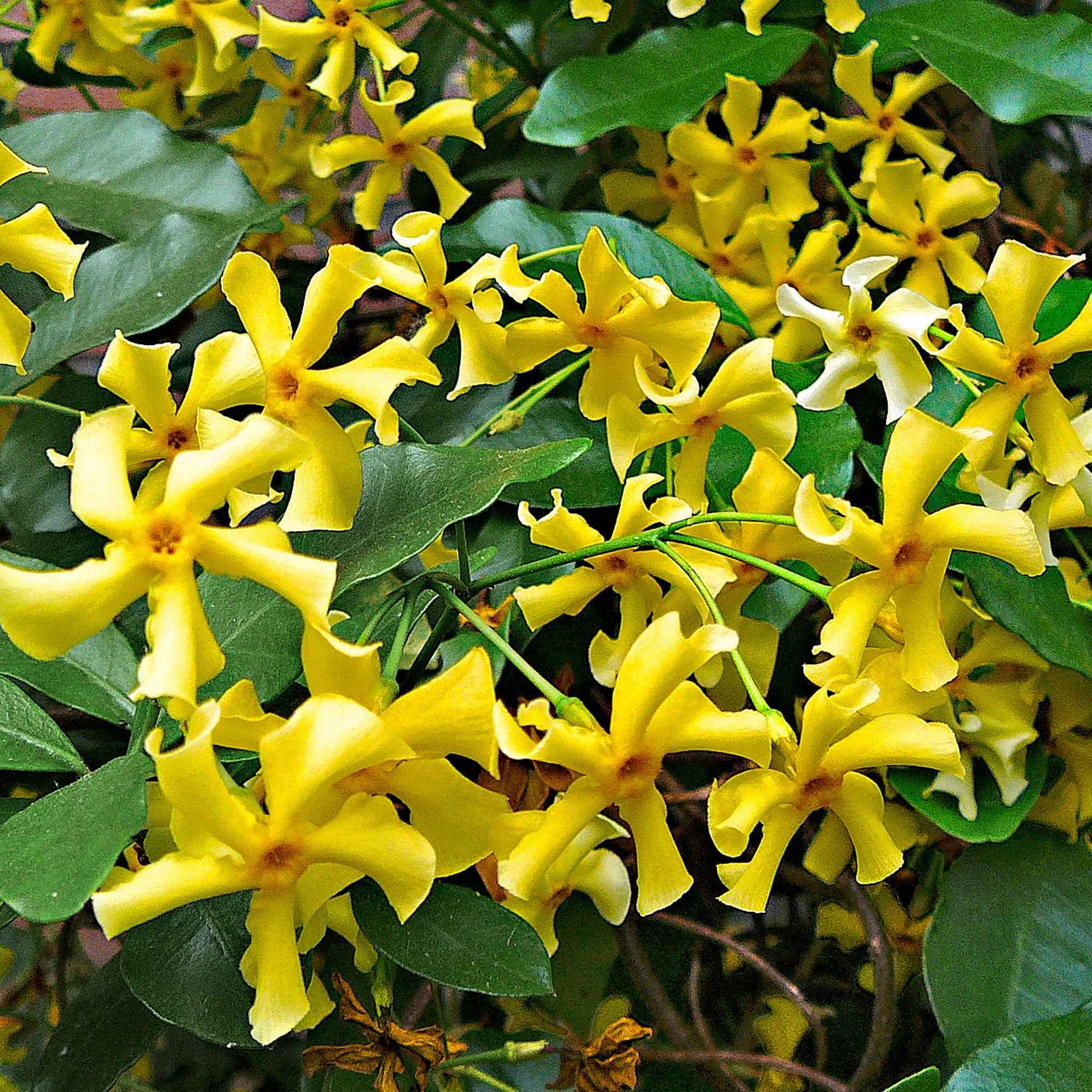 Jasmin étoilé 'Star of Toscane' - Trachelospermum Star of Toscany - Bakker