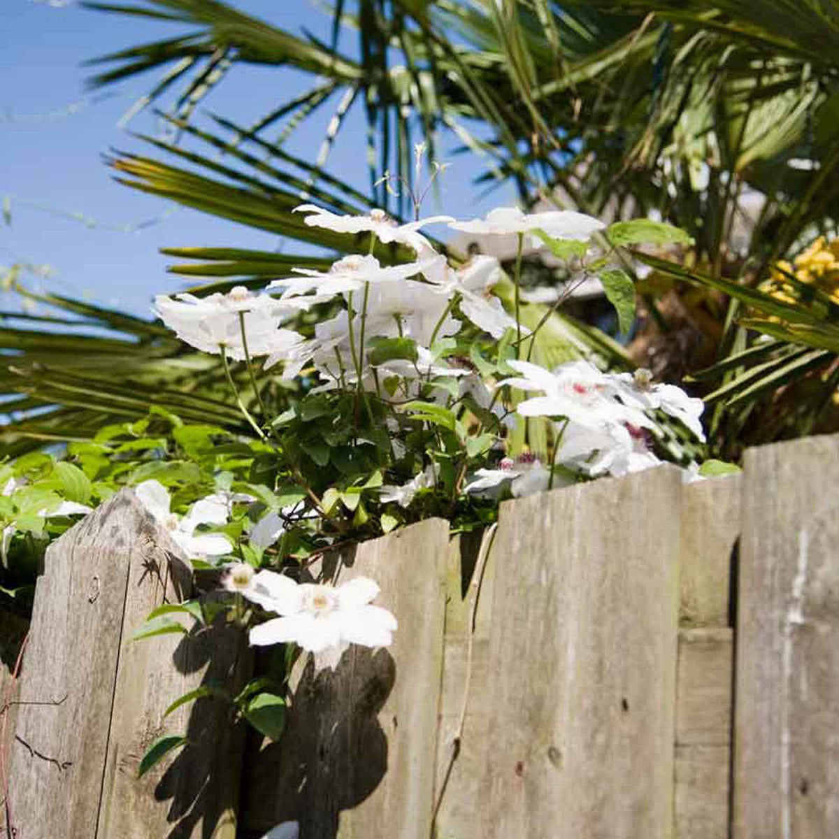 Clématite 'Miss Bateman' - Clematis miss bateman - Bakker