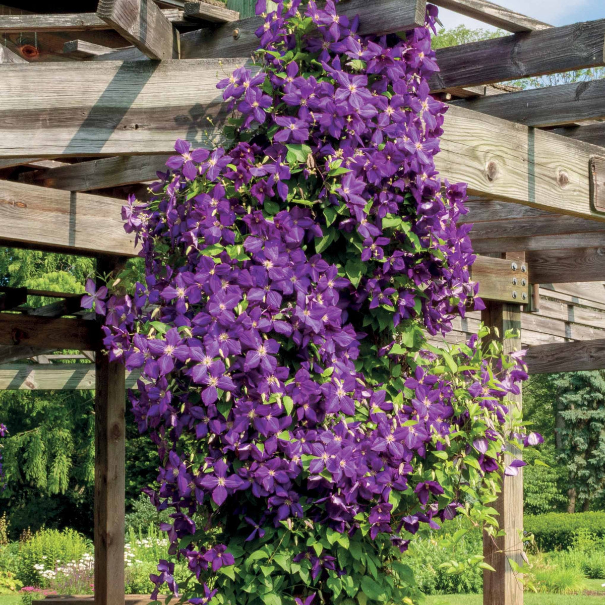 Clématite 'Jackmanii' - Clematis Jackmanii - Bakker