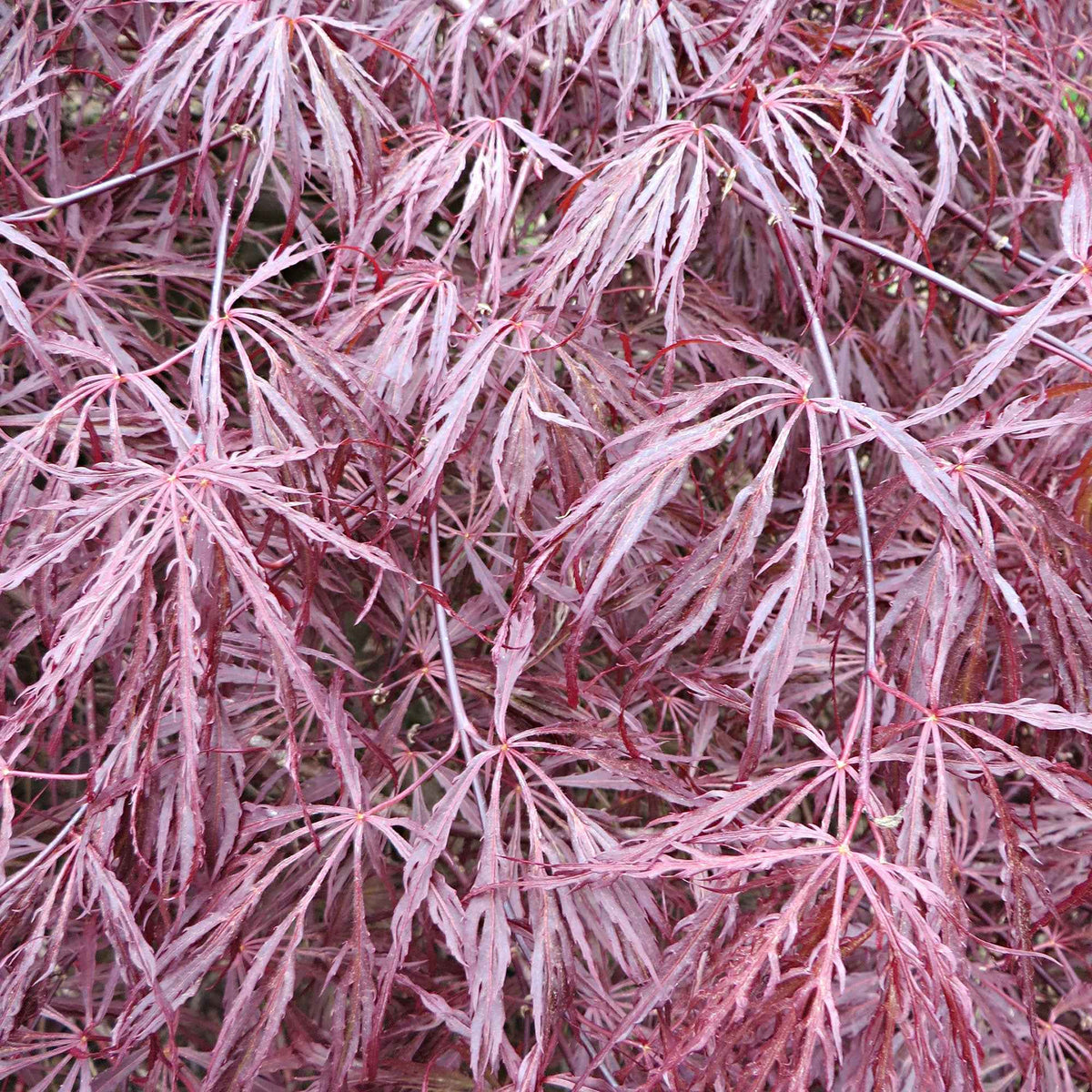 Vente Érable du Japon 'Dissectum Garnet' - Acer palmatum dissectum Garnet