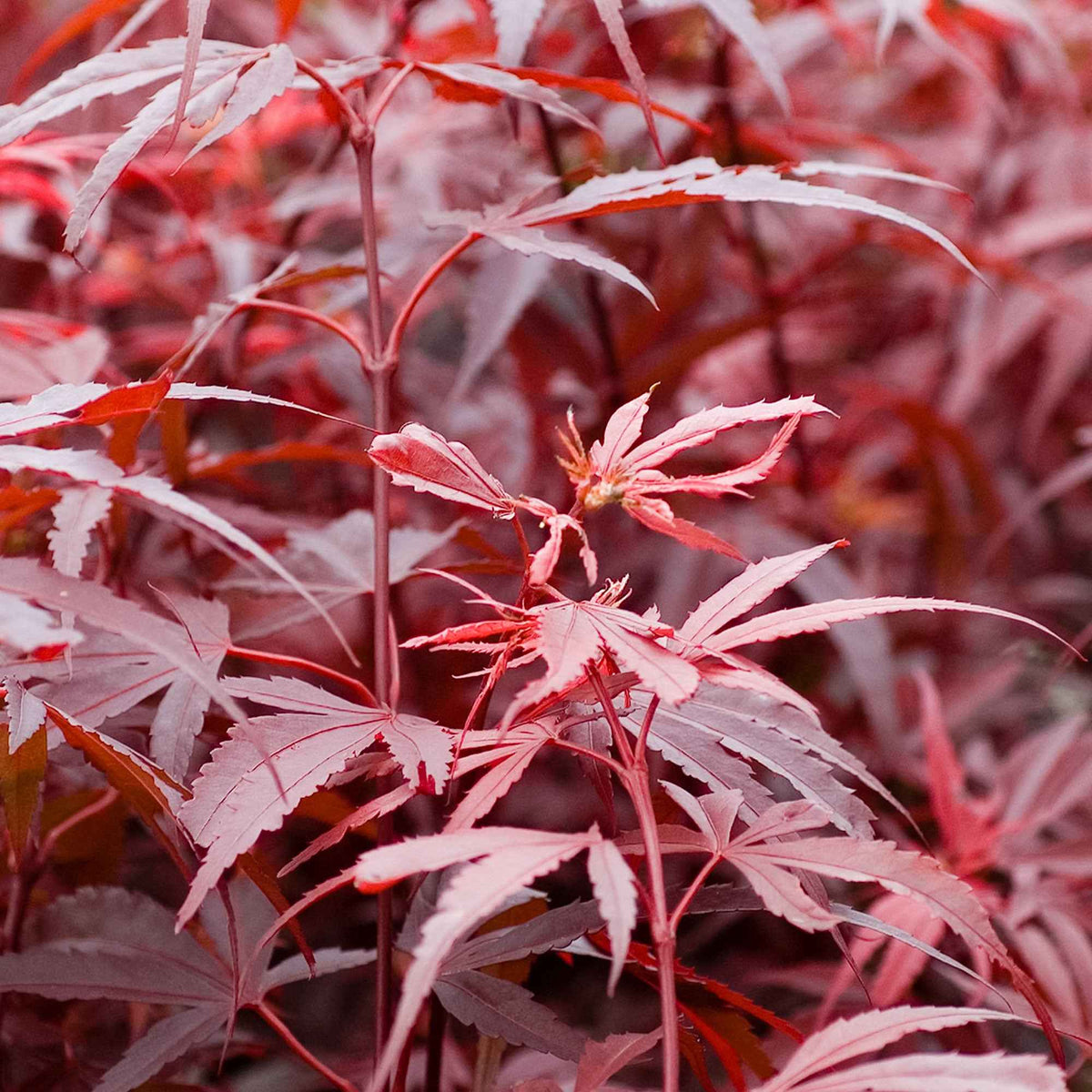 Vente Érable du Japon 'Shaina' - Acer palmatum Shaina