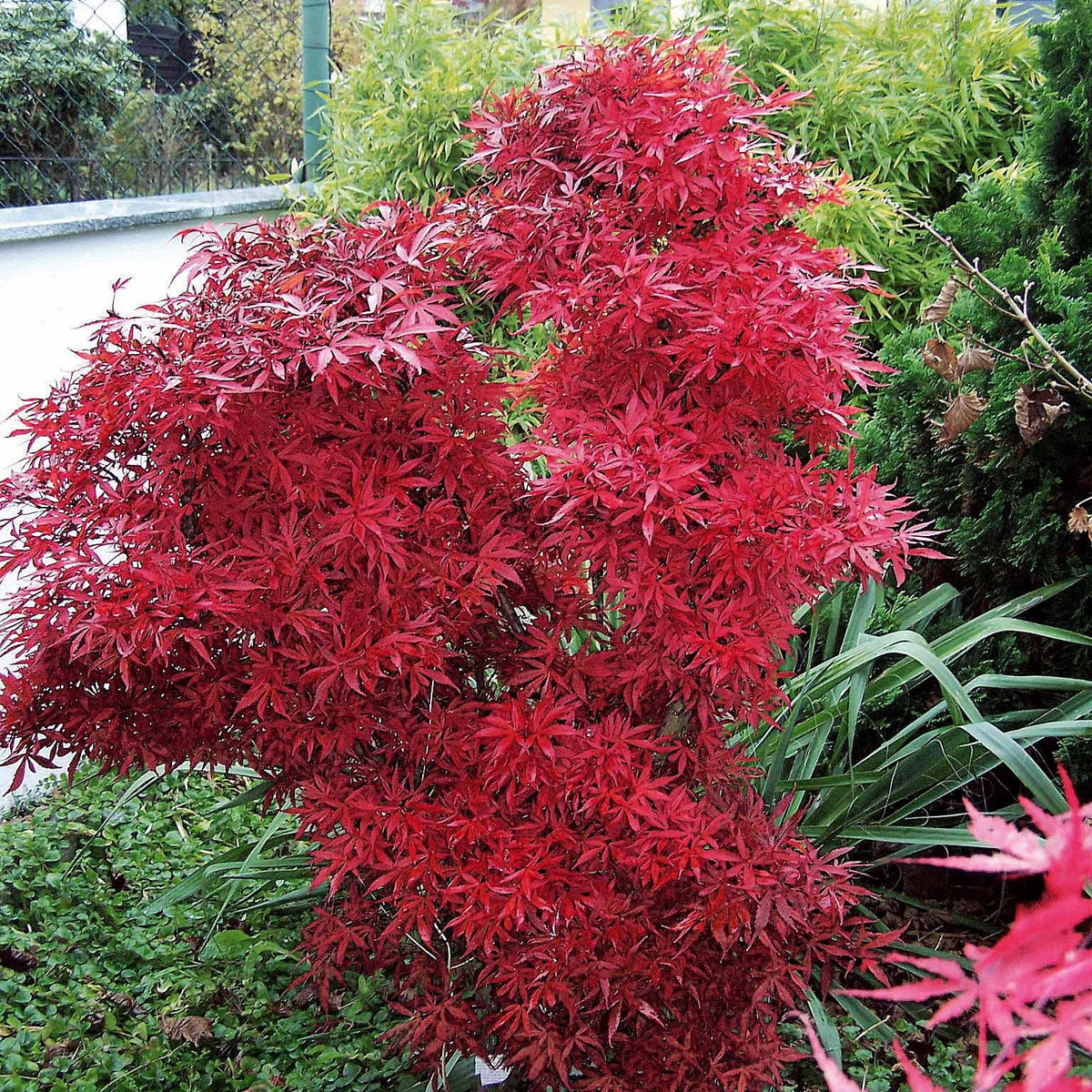 Acer palmatum Shaina - Érable du Japon 'Shaina' - Érable du Japon