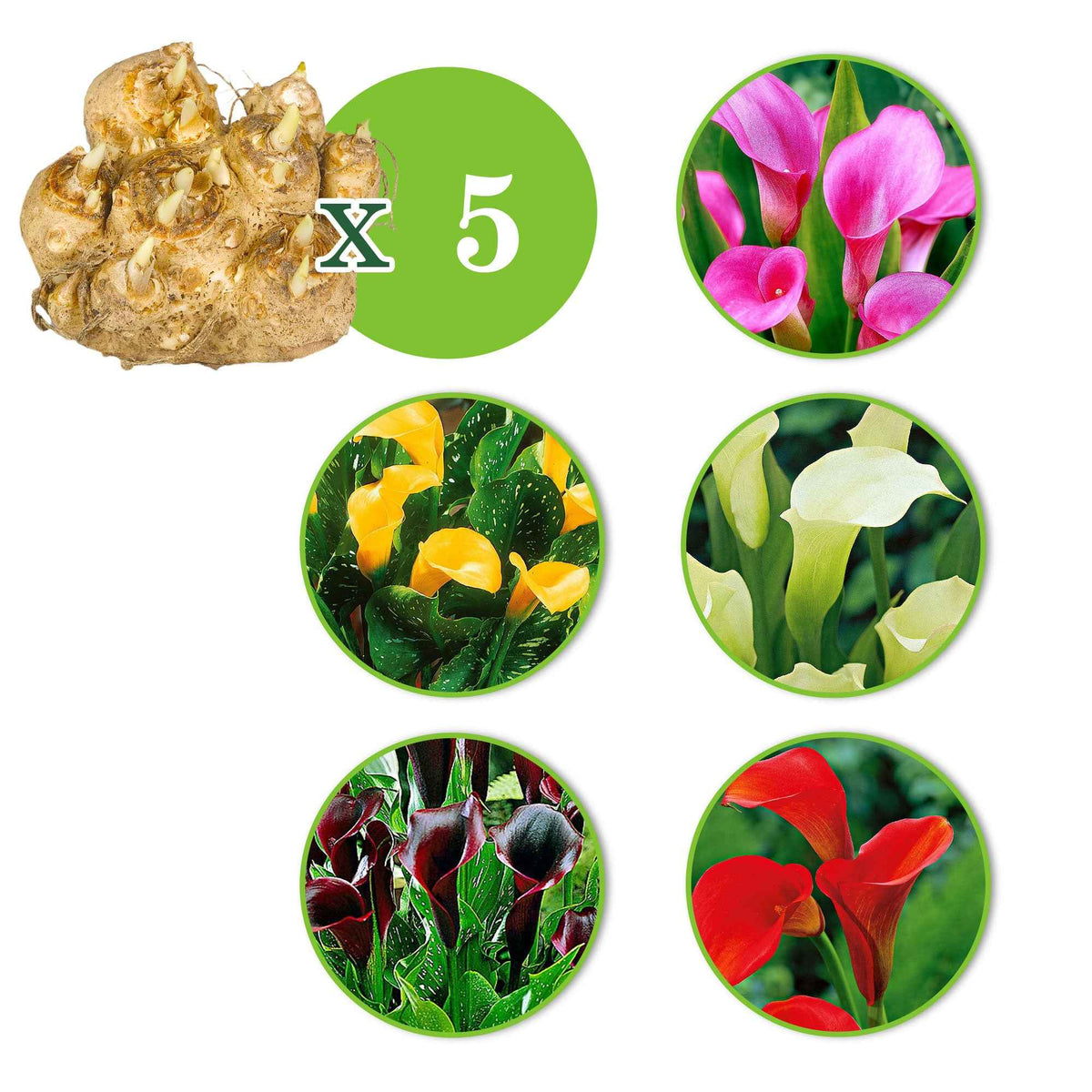 5 Arums en mélange - Zantedeschia 'magical colors' - Bakker