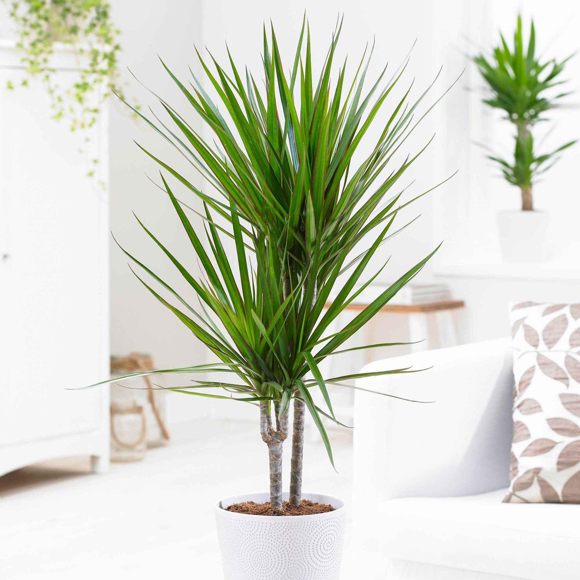 Dragonnier Dracaena marginata - Dracaena