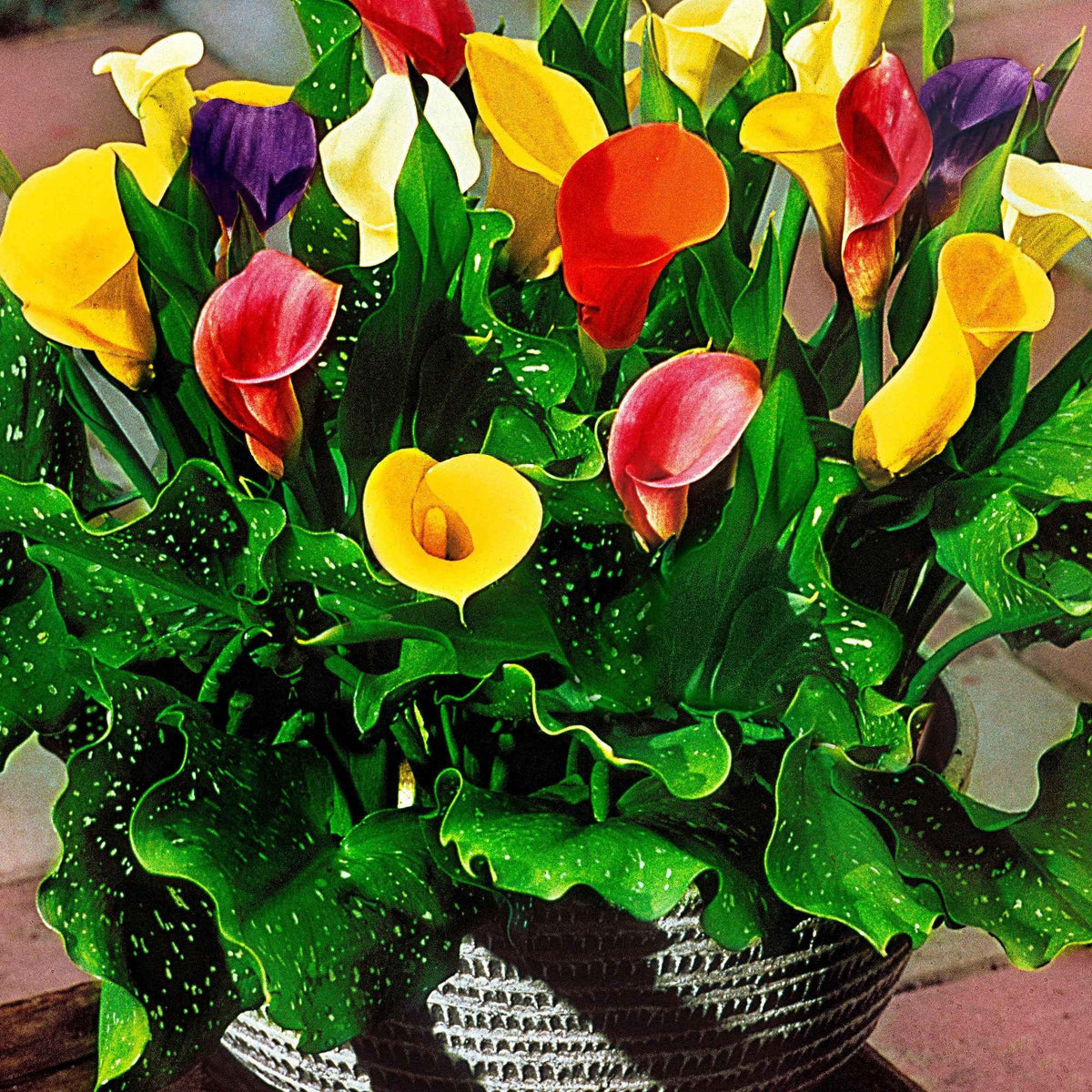 3 Arums en mélange : jaune, rouge, rose - Zantedeschia 'summer time' - Bakker