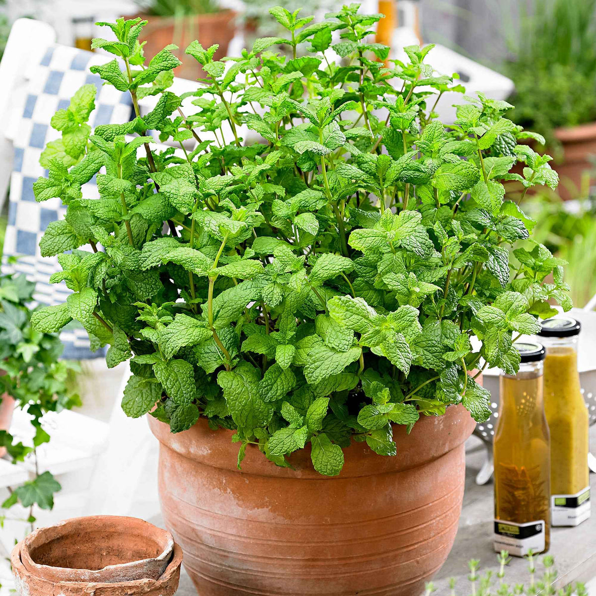 Menthe marocaine 'Maroccan' - Mentha spicata - Bakker