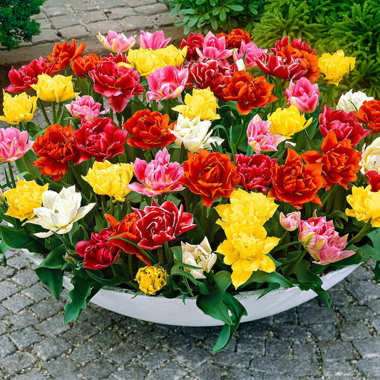 Tulipes doubles 'Murillo' en mélange - Bakker