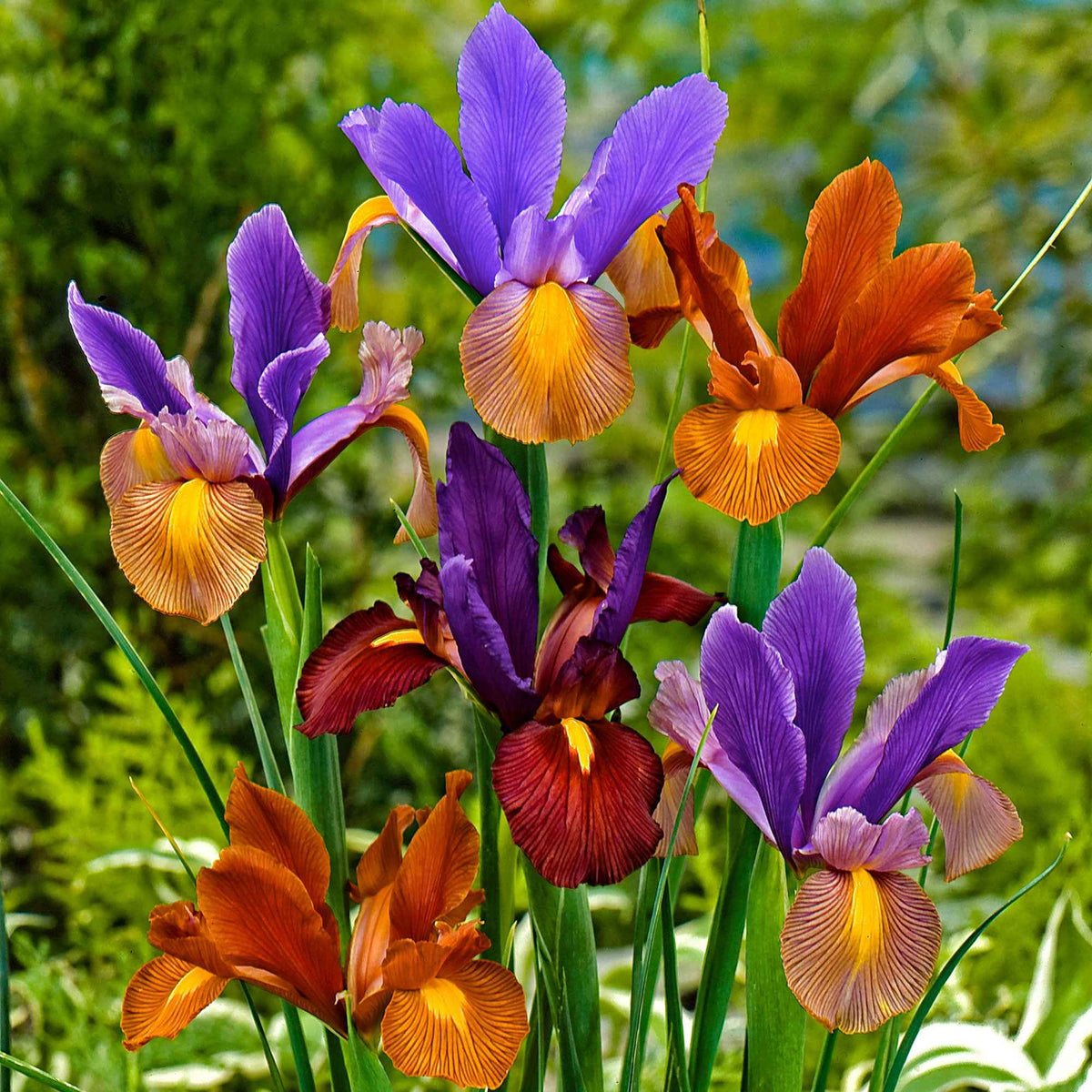 40 Iris de Hollande Tiger en mélange - Iris hollandica 'tiger' - Bakker