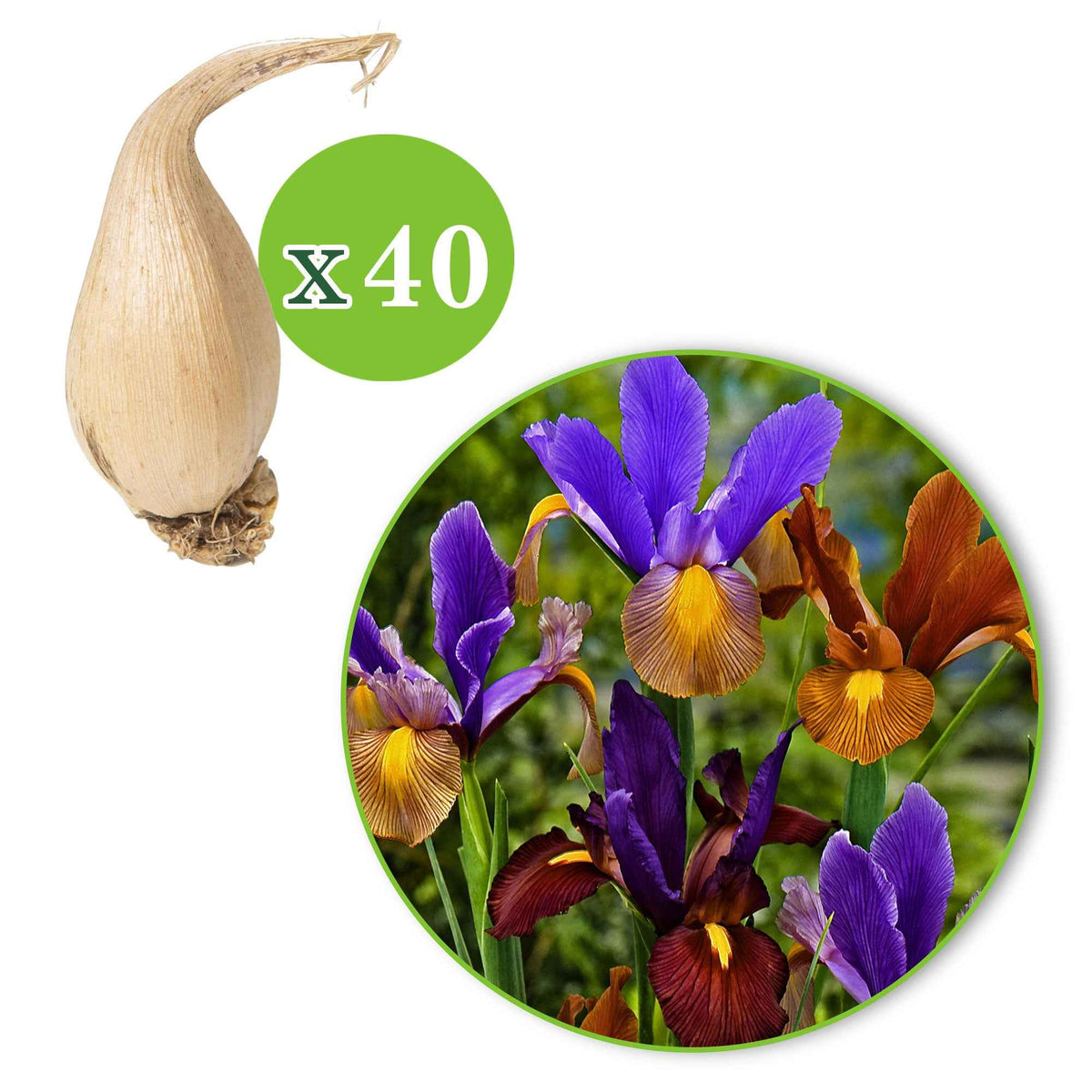 Iris hollandica 'tiger' - 40 Iris de Hollande Tiger en mélange - Bulbes d'Iris