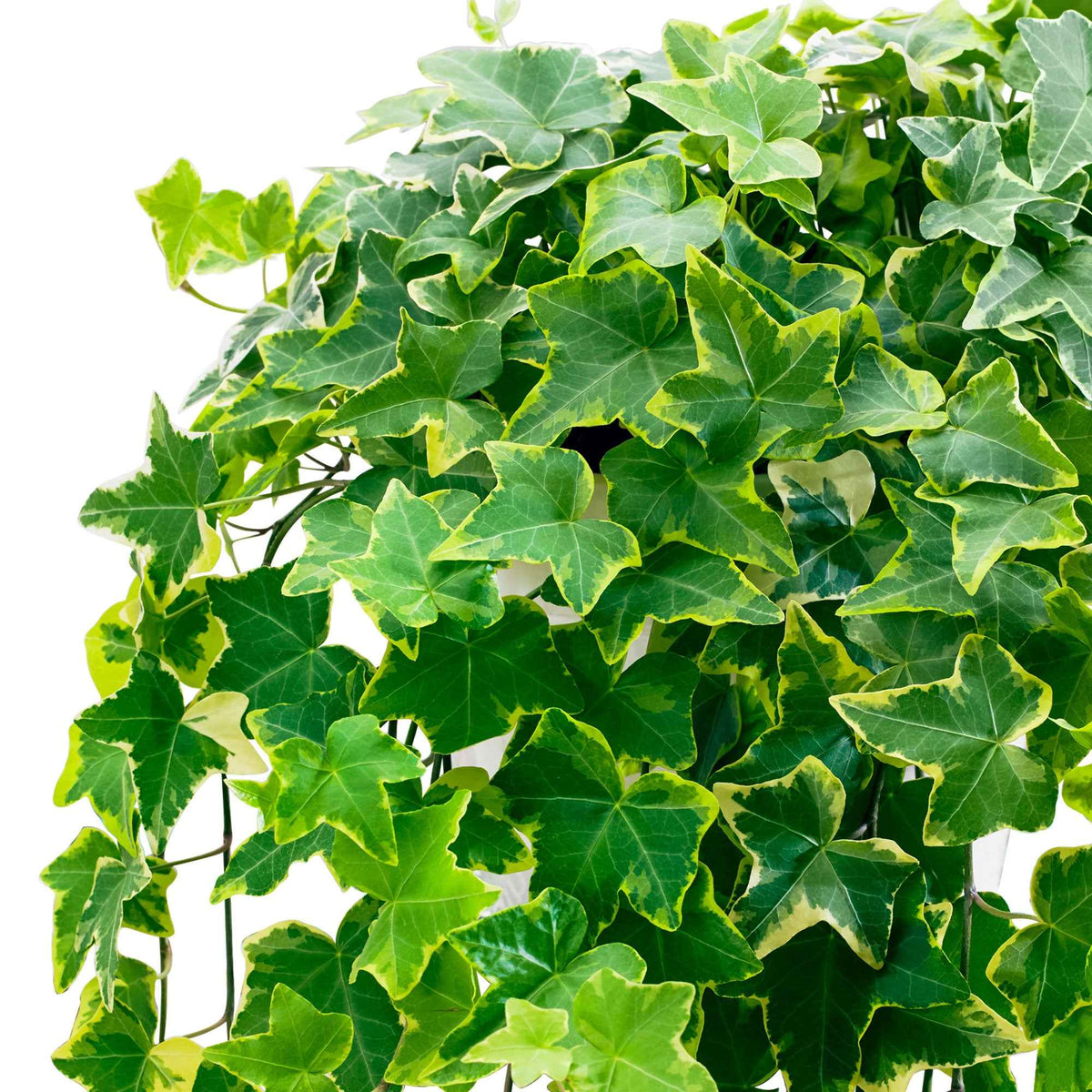 Lierre 'Goldchild' - Hedera helix 'Goldchild' - Bakker
