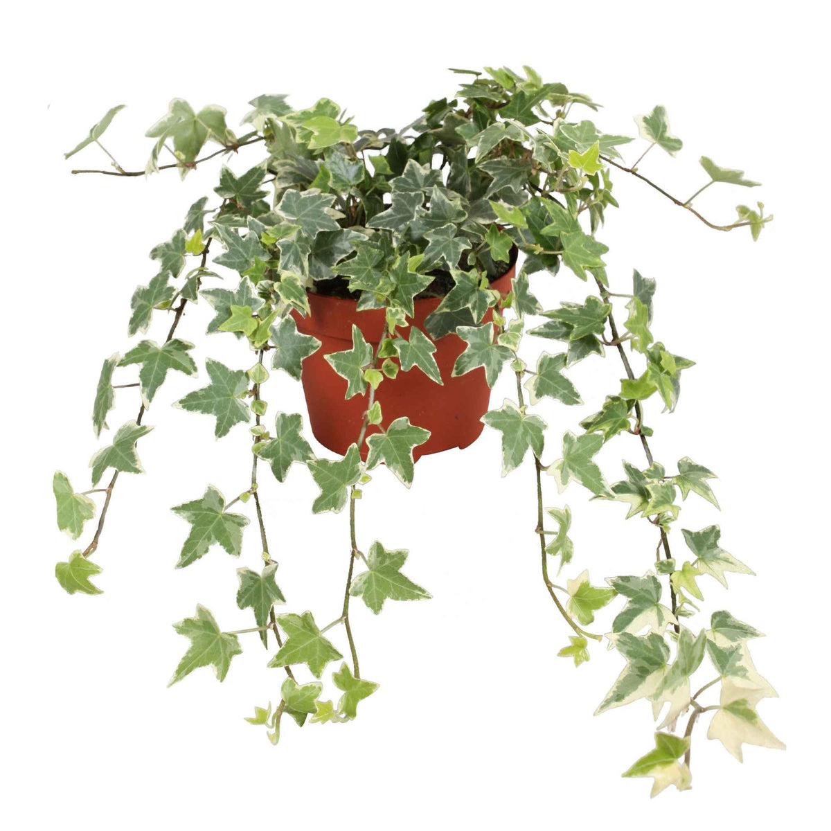 Hedera helix eva - Lierre grimpant Hedera 'Eva' - Plante suspendue - Lierre