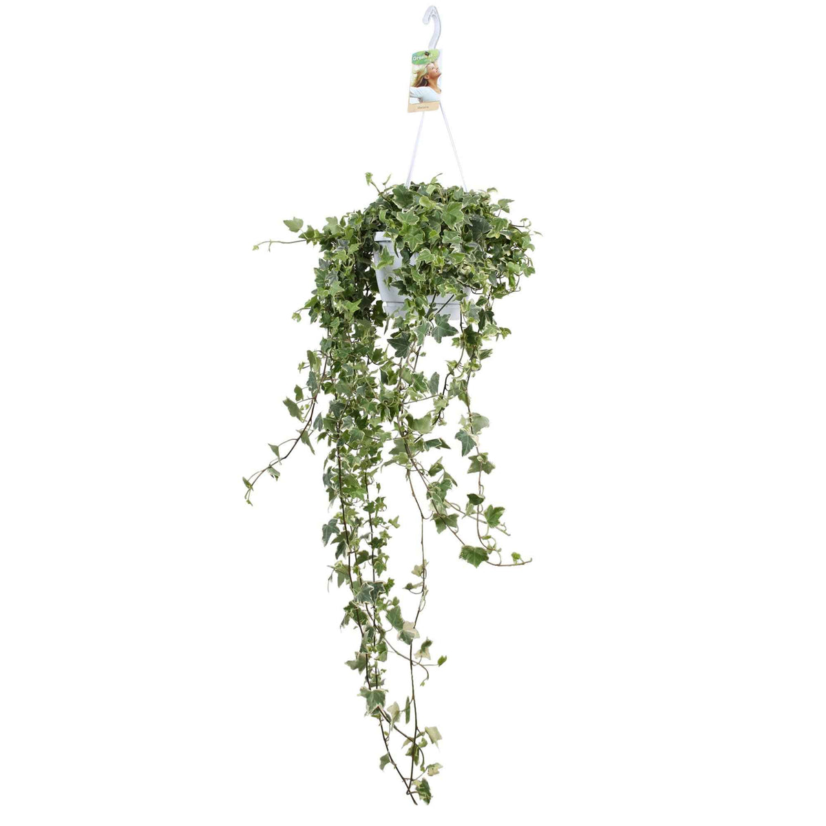Lierre - Lierre grimpant Hedera 'Eva' - Plante suspendue - Hedera helix eva