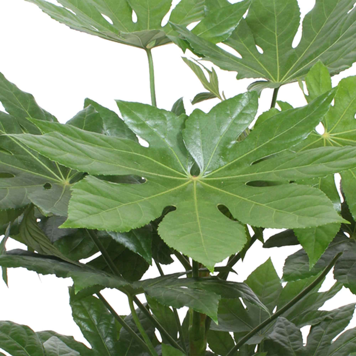 Aralia du Japon - Fatsia japonica - Bakker