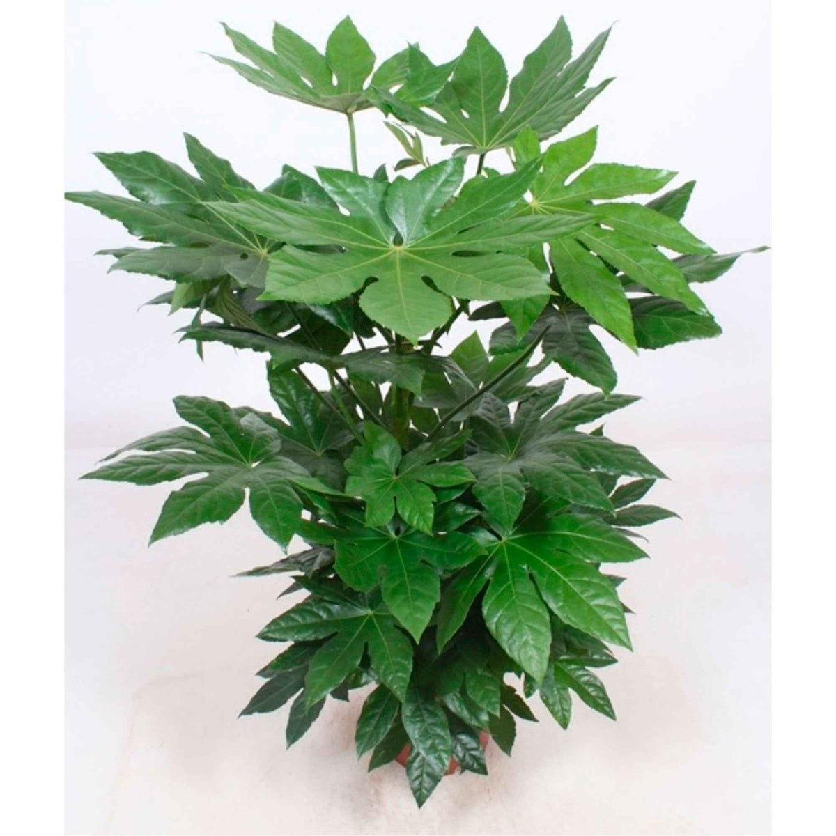 Fatsia japonica - Aralia du Japon - Plantes vertes d'intérieur