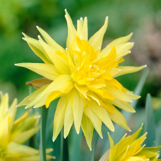5 Mini-narcisses Rip van Winkle - Bakker