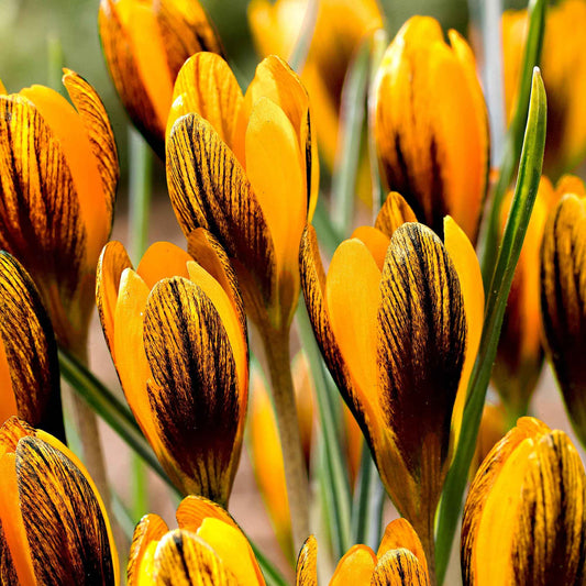 15 Crocus orange - Bakker