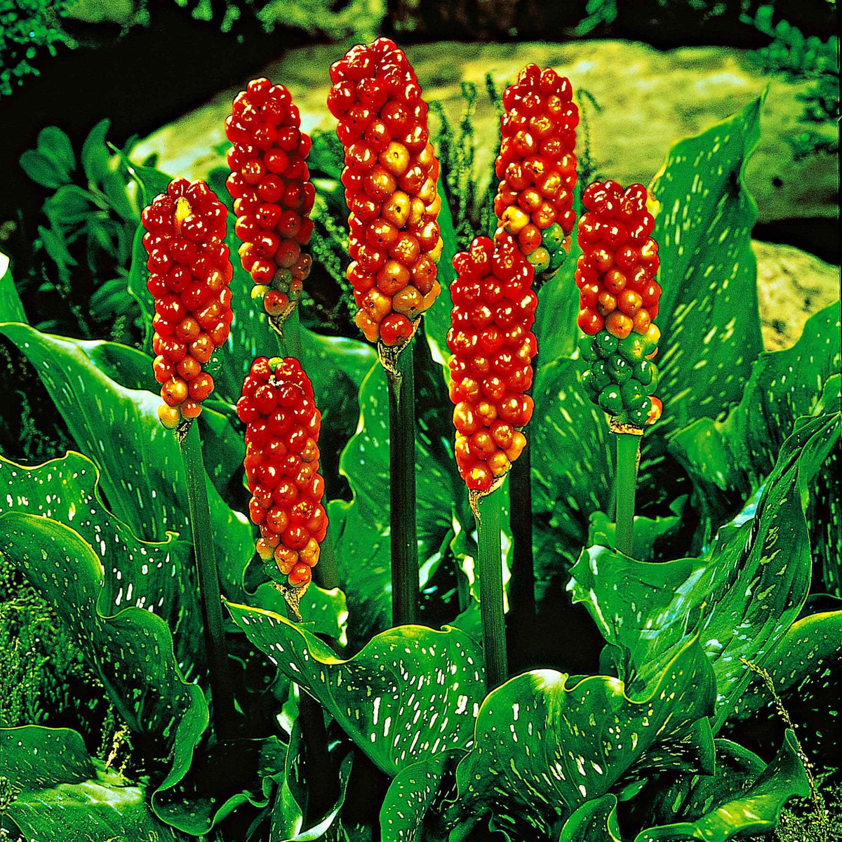 3 Gouets commun - Arum italicum - Bakker