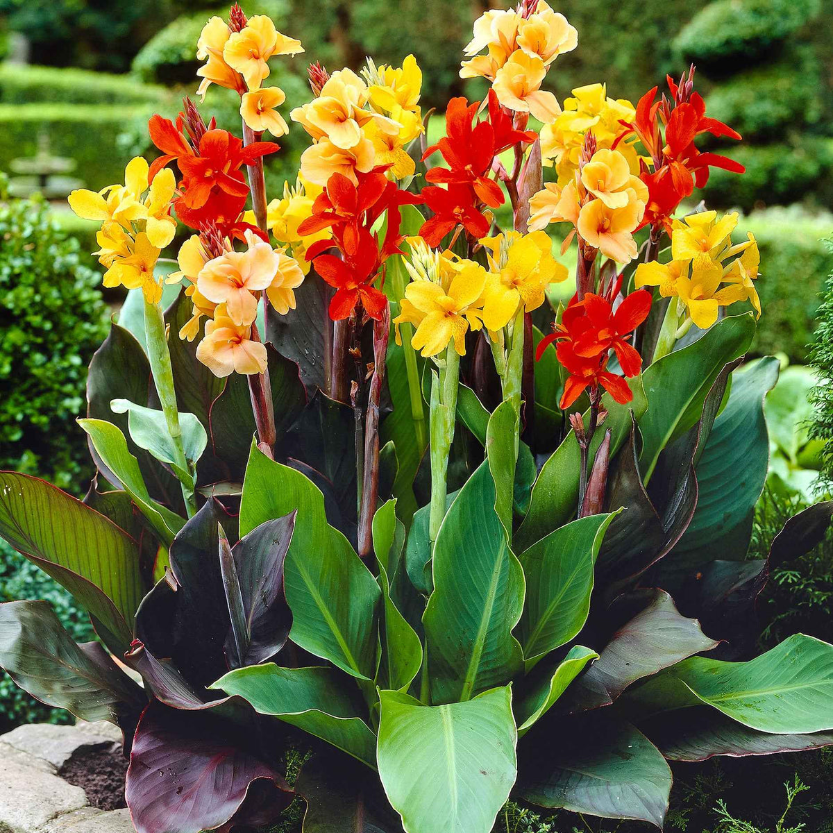 4 Cannas pour bordure en mélange - Bakker