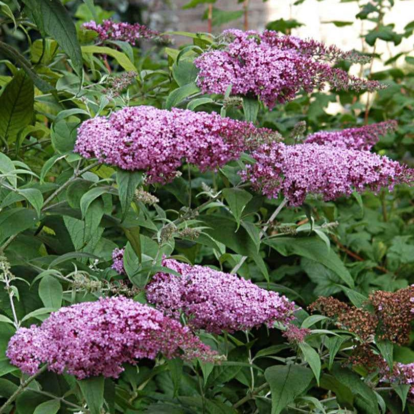 Buddleja davidii pink delight - Arbre aux papillons 'Pink Delight' - Arbre à papillons - Buddleja